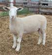 Sheep Trax Maggie 459M